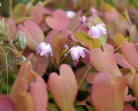 Pale pink flowers and red young foliage