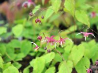 White and red spurred flowers