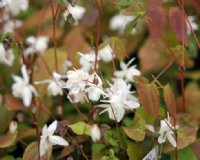 Numerous clean white flowers and bronzed young foliage