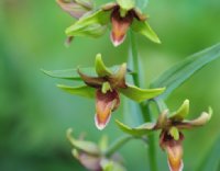 Orangey flowers o this terrestrial orchid