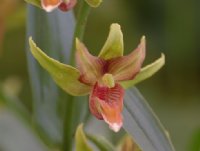 A nice orangey form of hardy orchid.