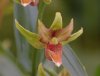 Show product details for Epipactis  Lowland Legacy