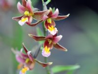 Big orangey coloured orchid flowers