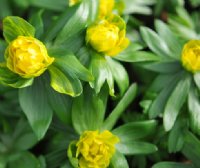 Yellow and green double flowers and green foliage