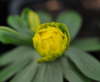 A bright semi-double yellow flowered form with green shading to the outside of the petal.