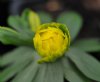 Eranthis hyemalis G...