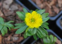 Semi double yellow and green flowers.