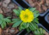 Eranthis hyemalis N...