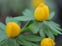 Nice bowl shaped orangey flowers