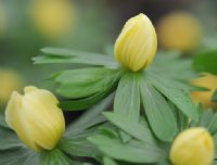 Straw yellow flowers over green foliage