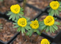 Golden yellow buttercup like flowers.