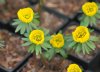 Eranthis tubergenii...