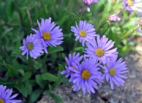 Pale lavender blue daisy-like flowers with a yellow eye.