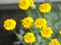 Bright yellow daise-like flowers and grey linear foliage