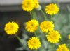 Show product details for Erigeron linearis