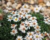 Show product details for Erigeron scopulinus