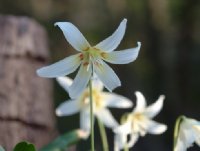 Nice pure white flowers with a yellow centre