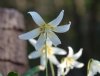 Show product details for Erythronium White Beauty