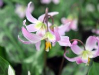 Big soft pink flowers