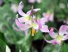 Erythronium Janice