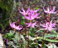 Gracefully held pale pink flowers.