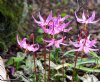 Show product details for Erythronium Kinfauns Pink