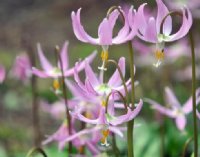 Bright pink nodding flowers in masses