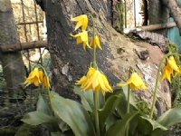 Bright yellow flowers on tall stems.