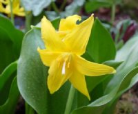 Brightest golden yellow flowers.