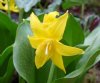 Show product details for Erythronium tuolumnense Spindlestone