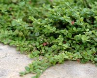 Fresh green tiny leaves in mats.