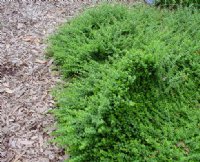 Fresh green foliage in upturned keel like shape