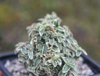 Tiny evergreen leaves with a white margin.