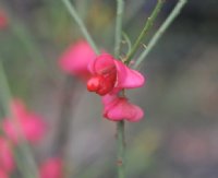 Bright red to pink berries