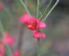 Euonymus sp Farrer 308