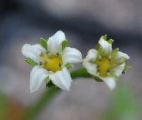 Lovely white flowers with yellow centres over fresh green foliage.