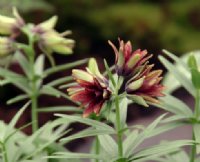 brownish red multi petalled flowers