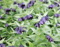 Nearly black glossy flowers and fresh green foliage