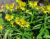 Pale lemon yellow flowers