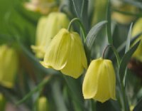 Dusky lemon yellow flowers