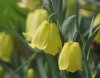 Show product details for Fritillaria pyrenaica lutea