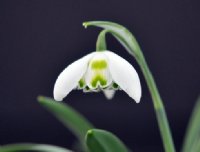 Galanthus Ailwyn