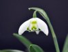 Show product details for Galanthus Ailwyn