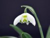 Galanthus Ailwyn