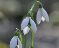 Galanthus Alison Hilary