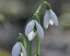 Show product details for Galanthus Alison Hilary