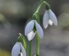 Galanthus Alison Hi...