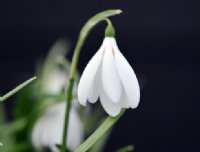 Galanthus Anglesey Abbey