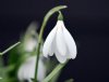 Galanthus Anglesey ...