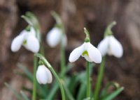 Galanthus Anne of Gierstein